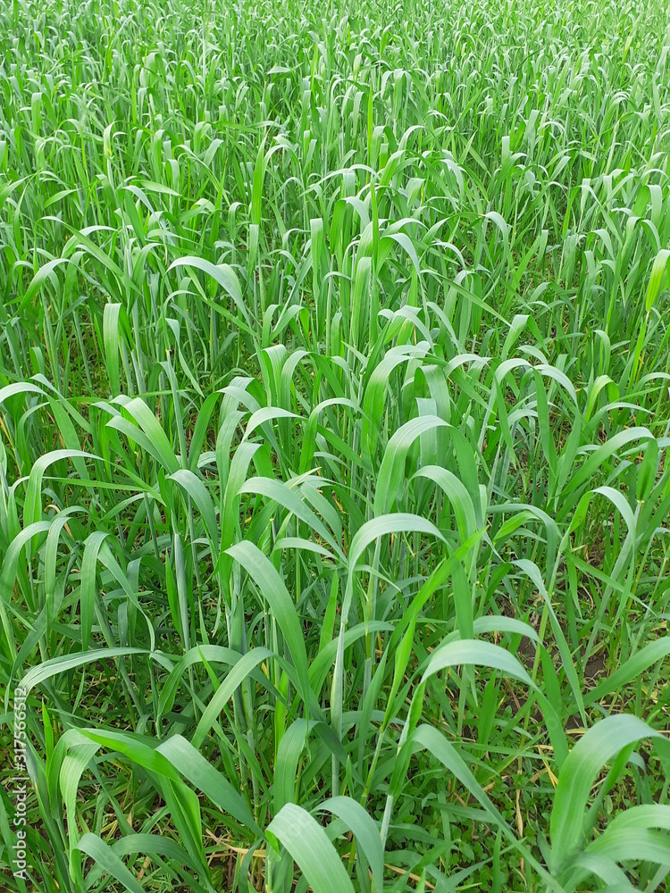 Deep green tree color pictures and beautiful natural place in Bangladesh 