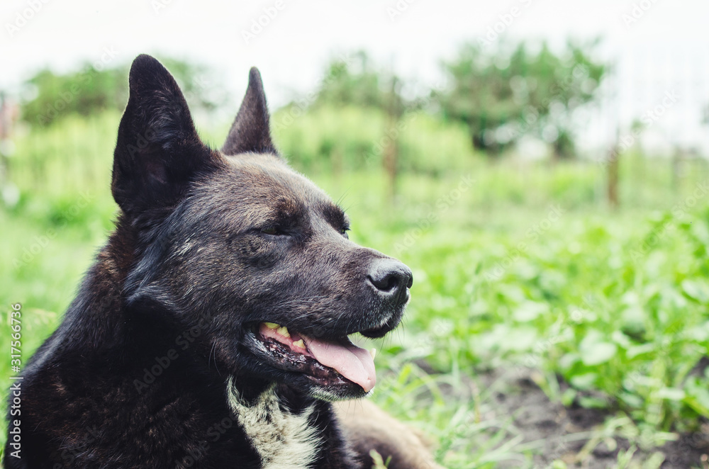 Naklejka premium Portrait of a large black dog lying on the grass