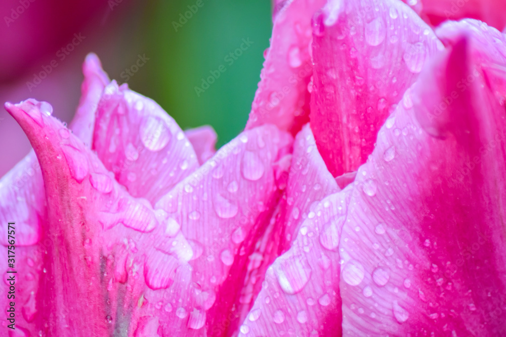Pink Tulip after rain. The closed petals of a Tulip with rain drops on a green background. Transparent drops on pink petals. Pink Tulip after rain. The closed petals of a Tulip with rain drops on a green background. Transparent drops on pink petals.