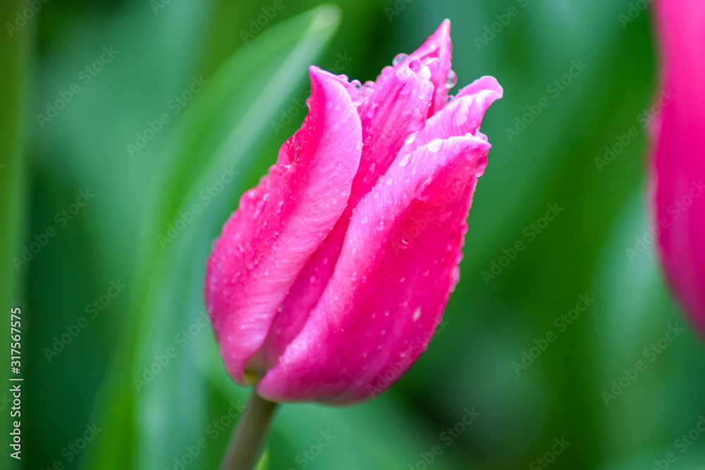 Pink Tulip after rain. The closed petals of a Tulip with rain drops on a green background. Transparent drops on pink petals. Pink Tulip after rain. The closed petals of a Tulip with rain drops on a green background. Transparent drops on pink petals.