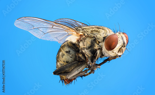 Macro photo of fly on a blue background
