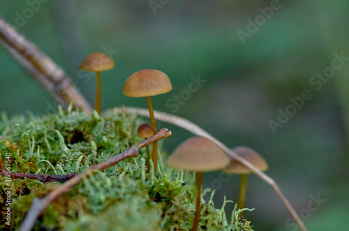 Group of small mushrooms