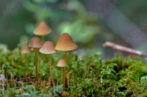 Group of small mushrooms