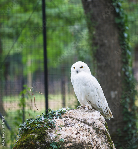 One white owl on stone in a zoo, vertical picture