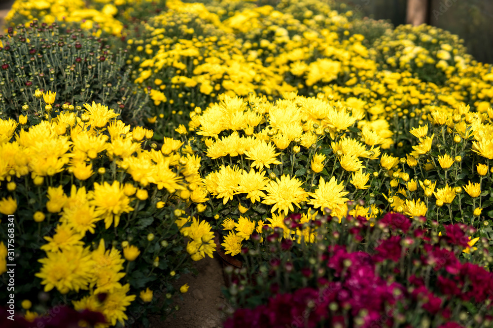 chrysanthemum flowers inside of a greenhouse