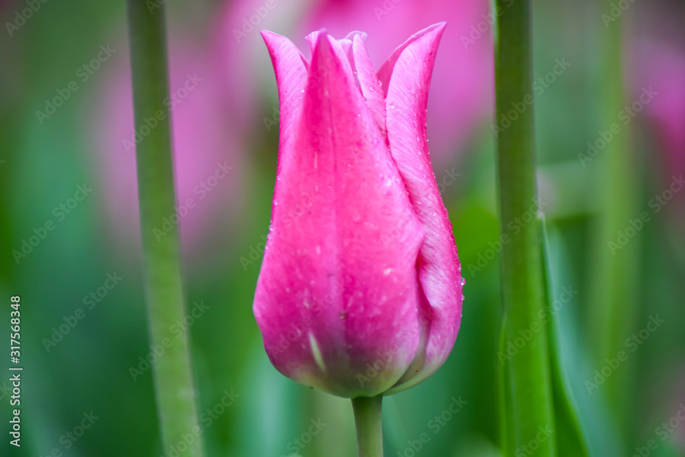 Naklejka premium Pink Tulip after rain. The closed petals of a Tulip with rain drops on a green background. Transparent drops on pink petals. 