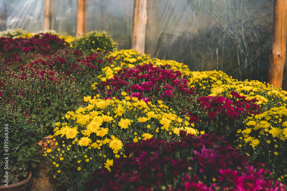 Fototapeta premium chrysanthemum flowers inside of a greenhouse