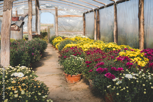 chrysanthemum flowers inside of a greenhouse