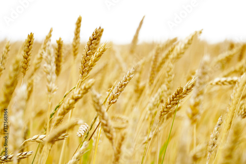 Ear of the wheat on field. Natural composition.
