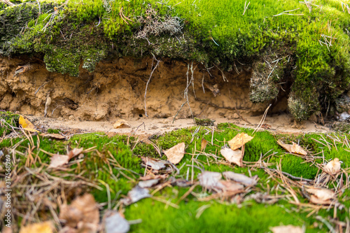 detail of podzol soil photo