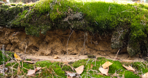 detail of podzol soil photo