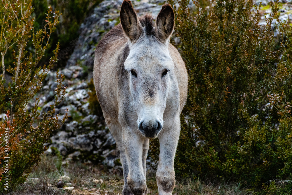 Naklejka premium donkey in the field