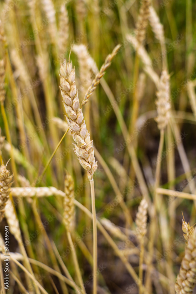 Ear of the wheat on field. Natural composition. Ear of the wheat on field. Natural composition.