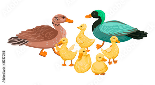 Duck family. Set small ducklings with parents, drake and duck. Vector cartoon illustration