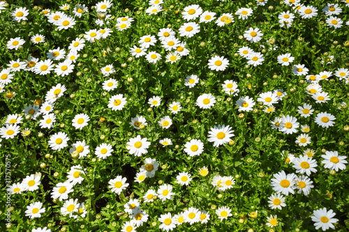 A group of white daisy flowers.