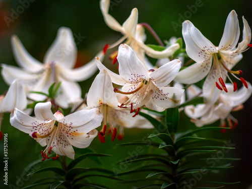 Beautiful lilies in the summer garden