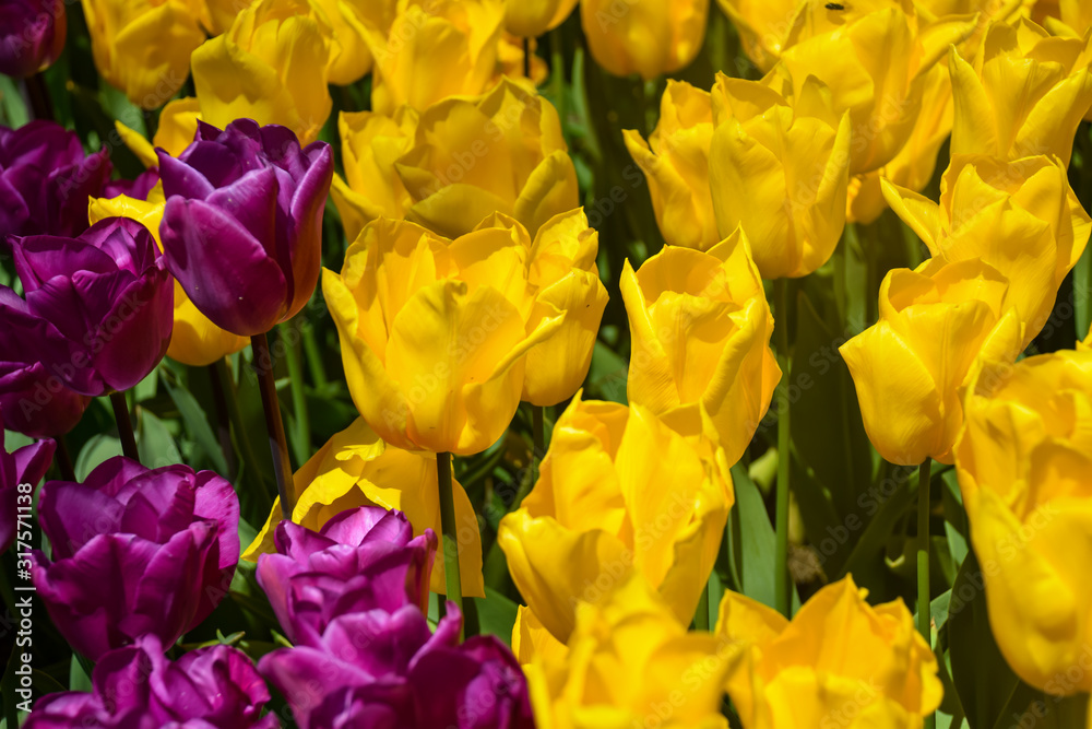 Flower background. Beautiful bouquet of tulips. Istanbul spring gardens. Istanbul tulip festival (Turkish: Istanbul Lale Festivali) Flower background. Beautiful bouquet of tulips. Istanbul spring gardens. Istanbul tulip festival (Turkish: Istanbul Lale Festivali)