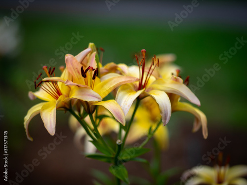 Beautiful lilies in the summer garden