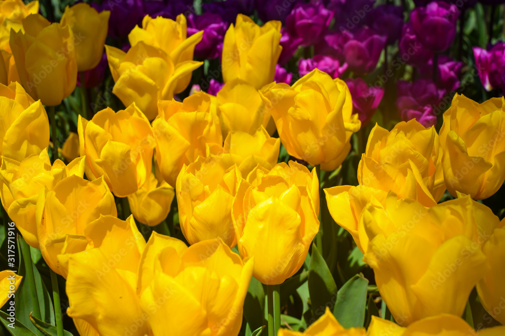 Tulip in spring freshness. Colorful tulips in the park. Spring landscape. Tulip in spring freshness. Colorful tulips in the park. Spring landscape.
