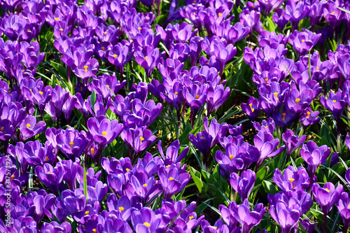 Spring purple flowers blooming. Dutch crocus in the garden. Amsterdam  Netherlands.