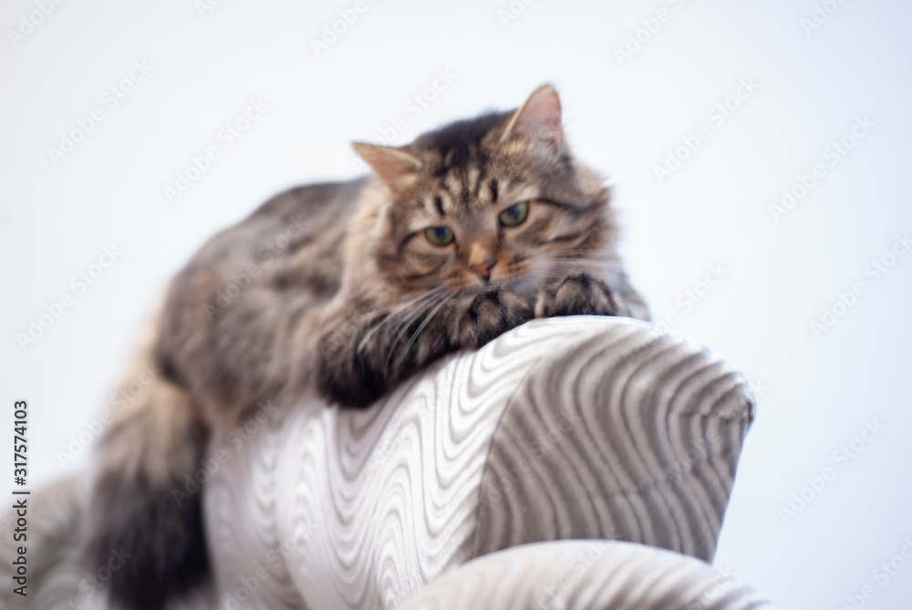 fluffy grey tabby cat with green eyes on the back of the sofa at home
