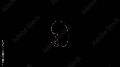  human embryo development to Animated Vitruvian Man by Leonardo Da Vinci