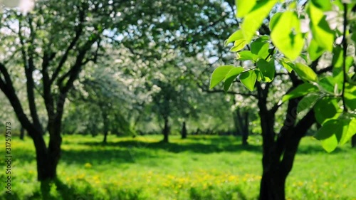 Blooming apple orchard. Panning view. Slow motion. Natural lighting of beautiful garden place.