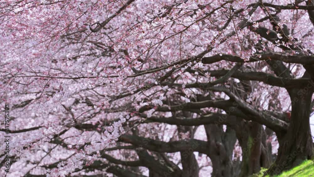 Row of cherry blossoms trees in Kyoto, Japan. Springtime in Japan. Row of cherry blossoms trees in Kyoto, Japan. Springtime in Japan.