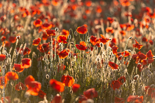 Champ de coquelicots