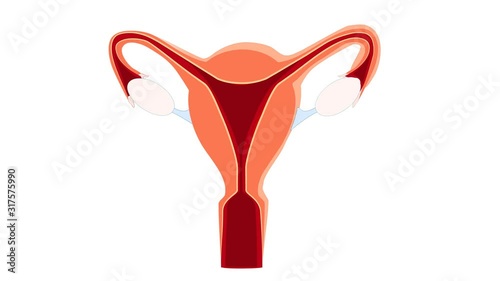 Menstrual cycle. from menses to growth of the follicle and ovulation photo