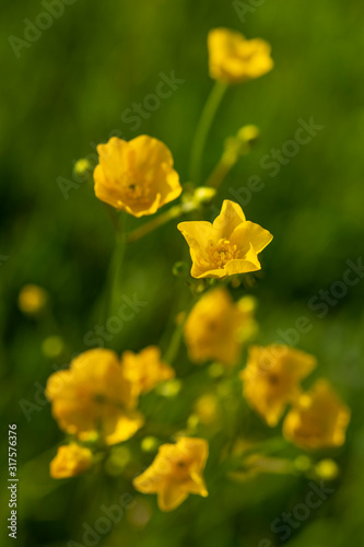 Bouton d'or (Renoncule rampante, Ranunculus repens, Renonculacées)