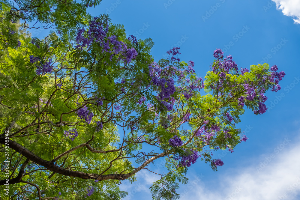 Fototapeta premium Blossoming Jacarandas in Buenos Aires, Argentina