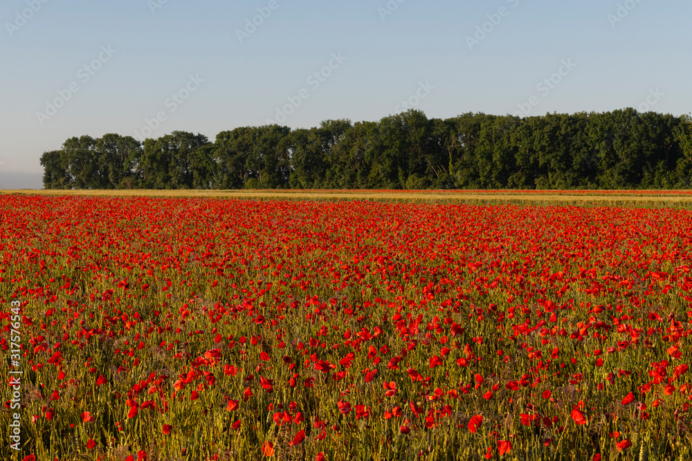 Champ de coquelicots