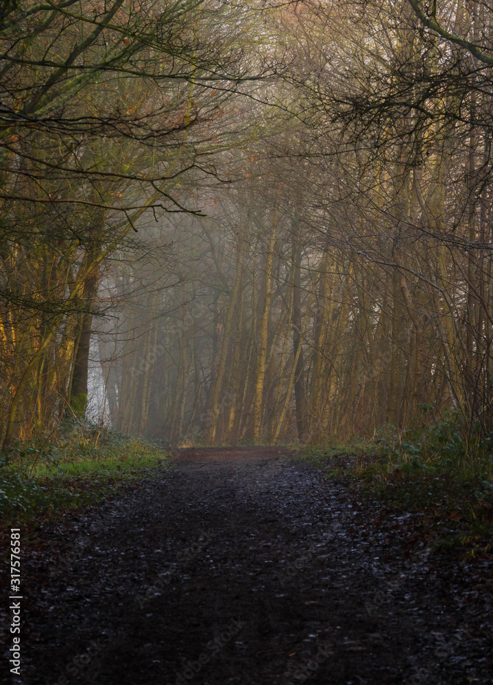 Winter woodland path