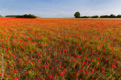 Champ de coquelicots