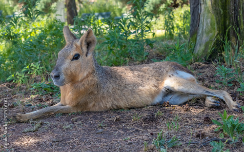 Patagonian mara (Dolichotis patagonum), a relatively large rodent found in open and semiopen habitats in Argentina photo