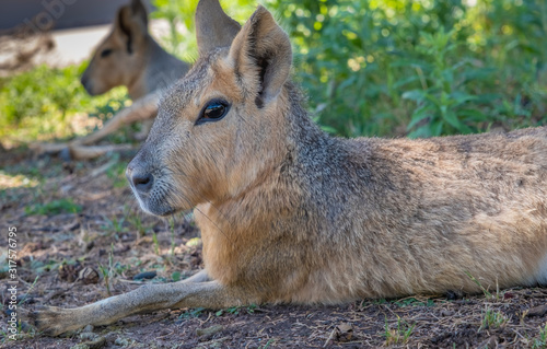 Patagonian mara (Dolichotis patagonum), a relatively large rodent found in open and semiopen habitats in Argentina photo