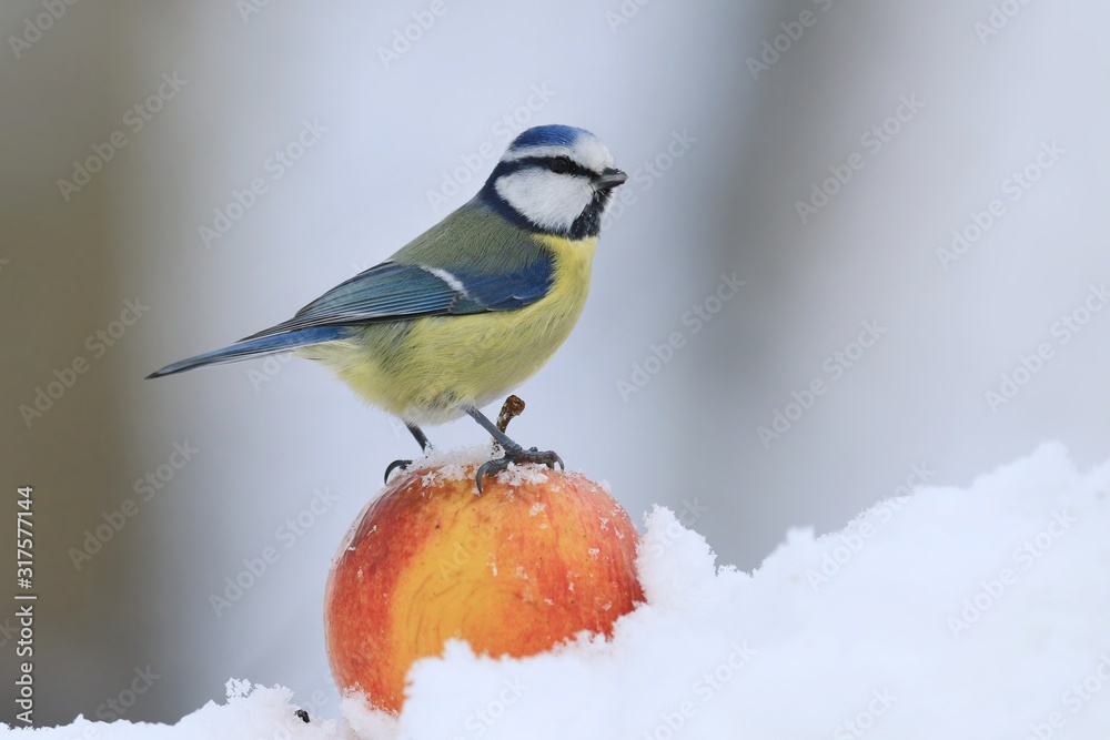 Obraz premium The Eurasian blue tit (Cyanistes caeruleus) is a small passerine bird in the tit family, Paridae. Blue tit sitting on the apple. Winter scene with a blue tit