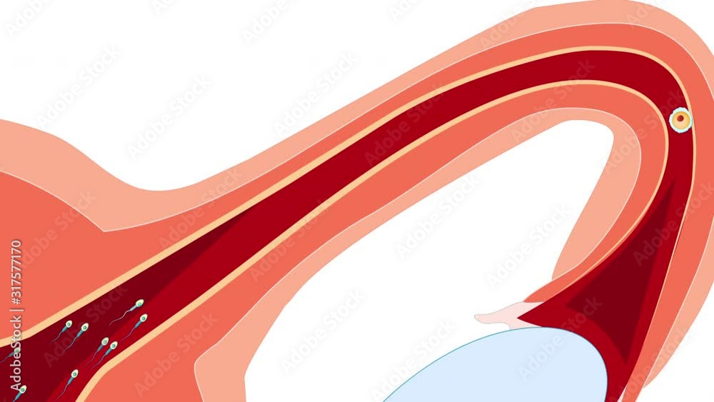 Fertilization: From ovulation to implantation. development of a human ...
