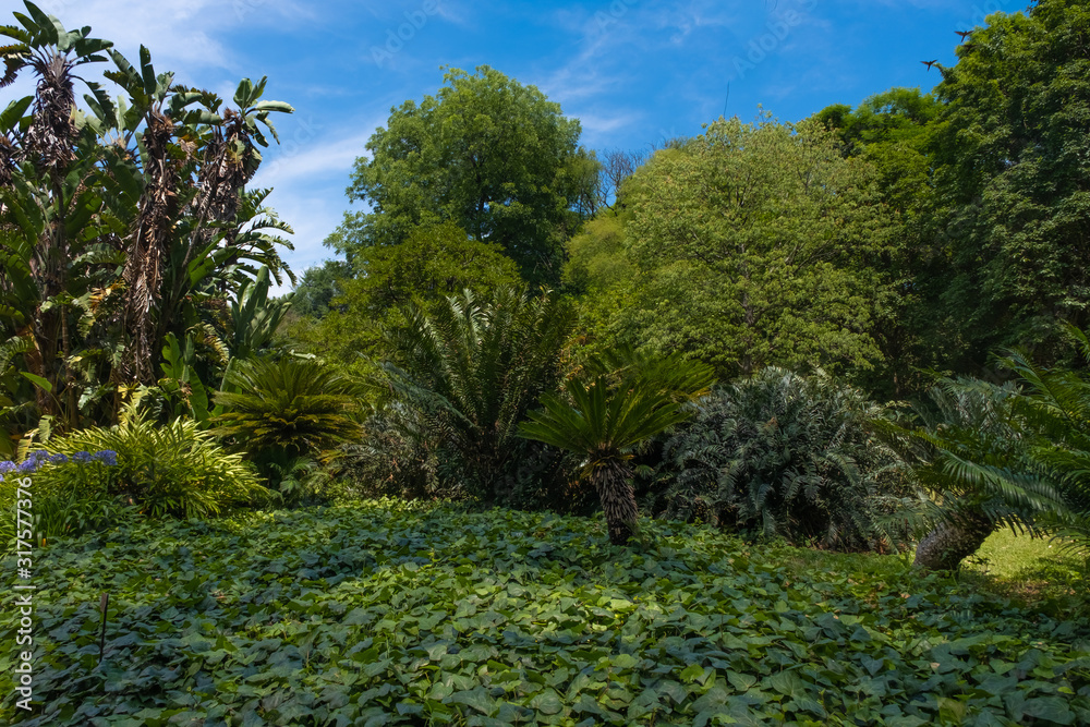 Subtropical forest, botanical gardens in the Palermo district of Buenos Aires, Argentina
