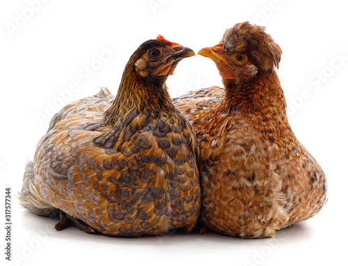Two brown chicken.