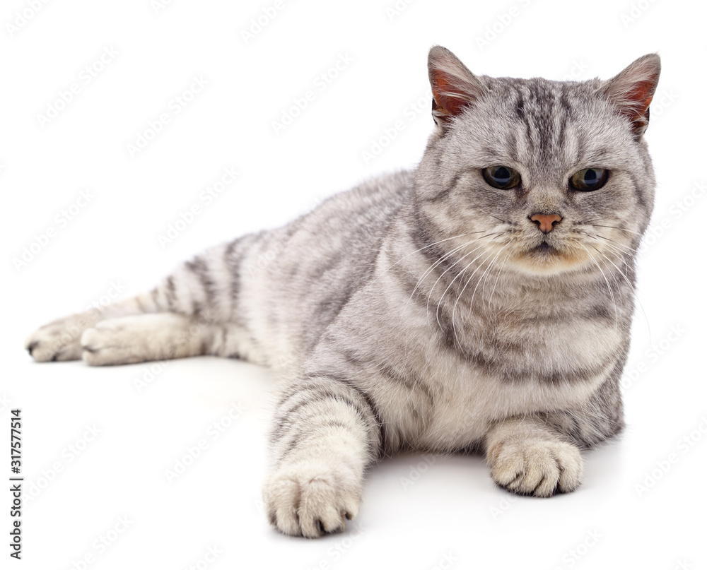 Obraz premium Gray beautiful cat.