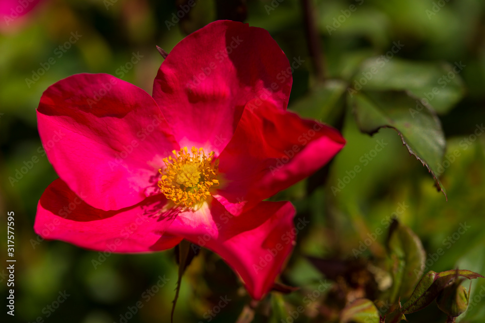 Rose de Picardie