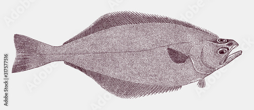 Arrowtooth flounder, atheresthes stomas, a flatfish from the North Pacific in top view photo
