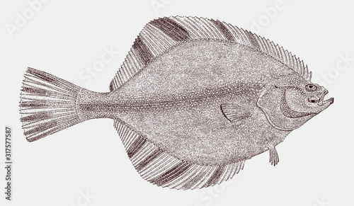 Starry flounder platichthys stellatus, flatfish from the North Pacific Ocean in top view photo