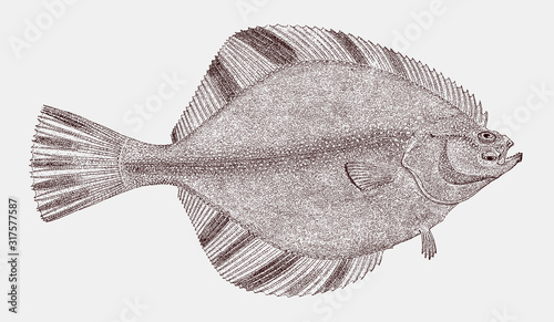 Starry flounder platichthys stellatus, flatfish from the North Pacific Ocean in top view