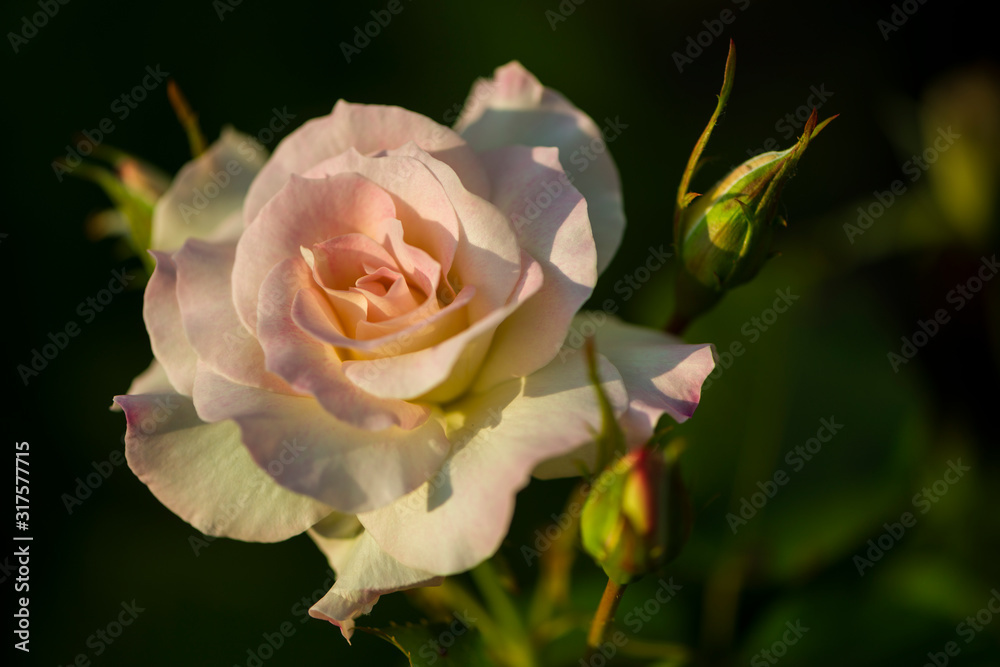 Rose de Picardie