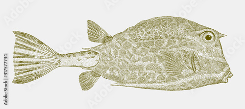 Scrawled cowfish, acanthostracion quadricornis, a fish from the Atlantic Ocean in side view