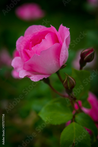 Rose de Picardie © Alonbou