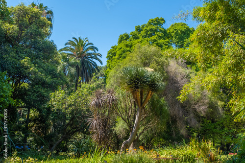 Fototapeta Naklejka Na Ścianę i Meble -  Subtropical forest, botanical gardens in the Palermo district of Buenos Aires, Argentina